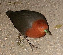 Red-Necked Crake