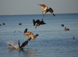 diving-pelicans