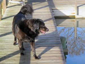 The late, great Saisy 