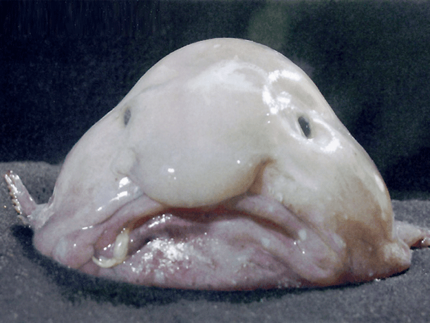 blobfish