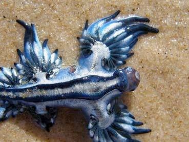 seaslug