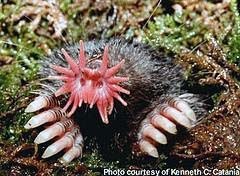 star-nosedmole